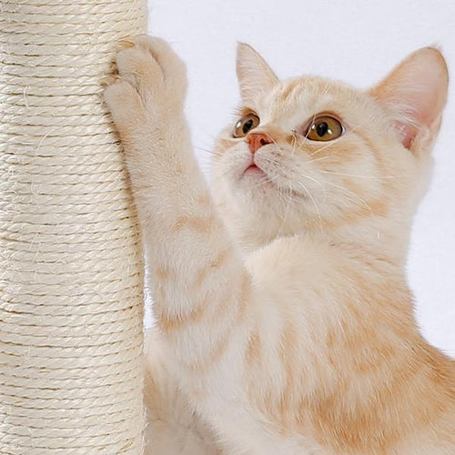 Indoor Cat Soft Scratching Board And Interactive Ball Track Toy Cat